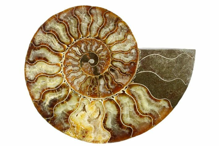 Cut & Polished Ammonite Fossil (Half) - Madagascar #187364